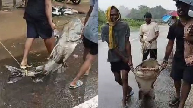 Angul: 170 kg rare fish netted from Samal Barrage - Reporters Today English